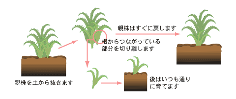 アロエ図書館 アロエ製薬