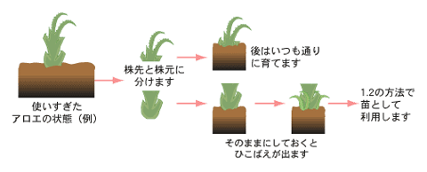 アロエ図書館 アロエ製薬